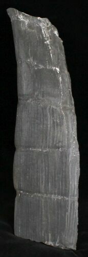 Long Calamites Trunk Section - West Virginia #28552